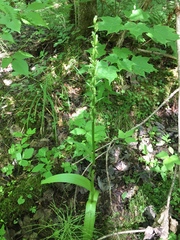Platanthera aquilonis