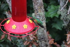 Lampornis