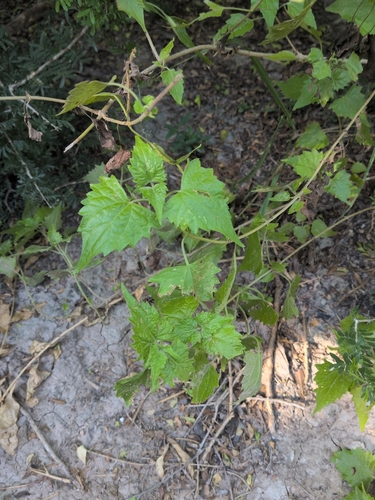 Tamaulipa azurea, photograph 6