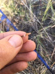 Pseudognaphalium macounii