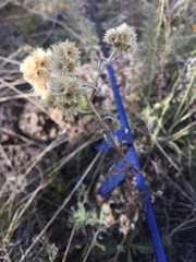 Pseudognaphalium macounii