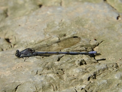 Argia tonto