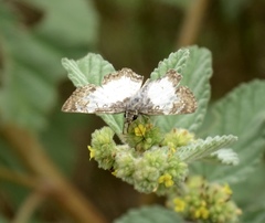 Antigonus emorsa