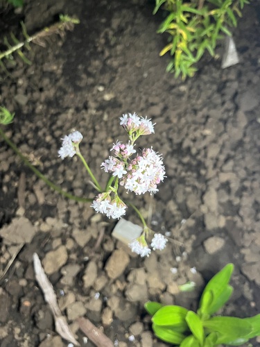 Valeriana volkensii