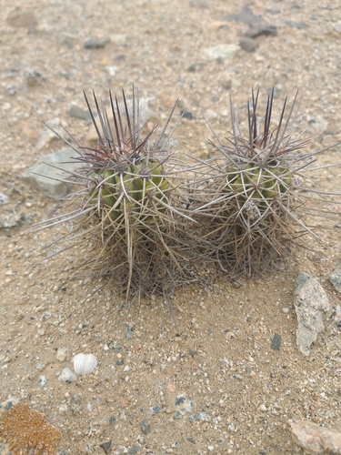 Copiapoa marginata