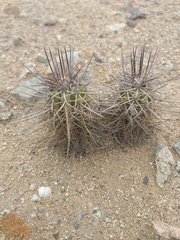 Copiapoa marginata