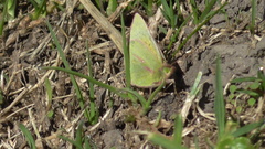 Colias dimera