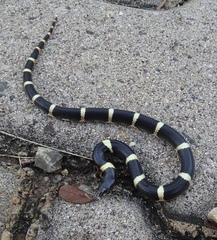 Rhinocheilus antonii