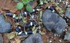 Rhinocheilus antonii