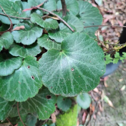 Saxifraga stolonifera