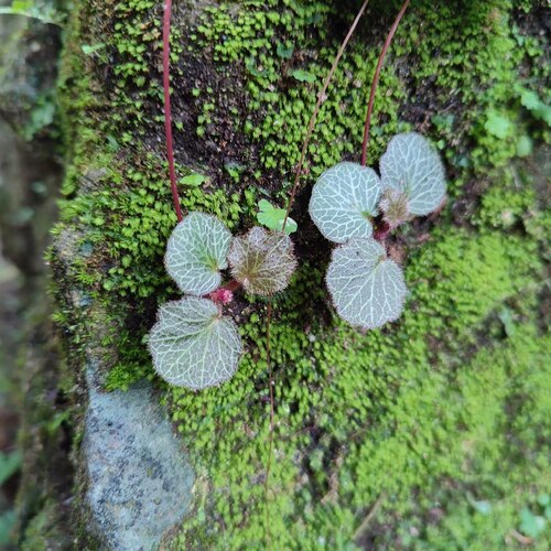 Saxifraga stolonifera