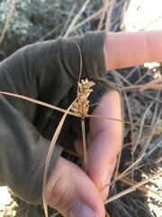 Cyperus fendlerianus