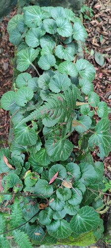 Saxifraga stolonifera