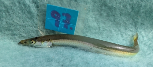 Greater sandeel (Hyperoplus lanceolatus) — Ammodytidae — 2