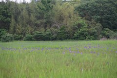 Iris laevigata