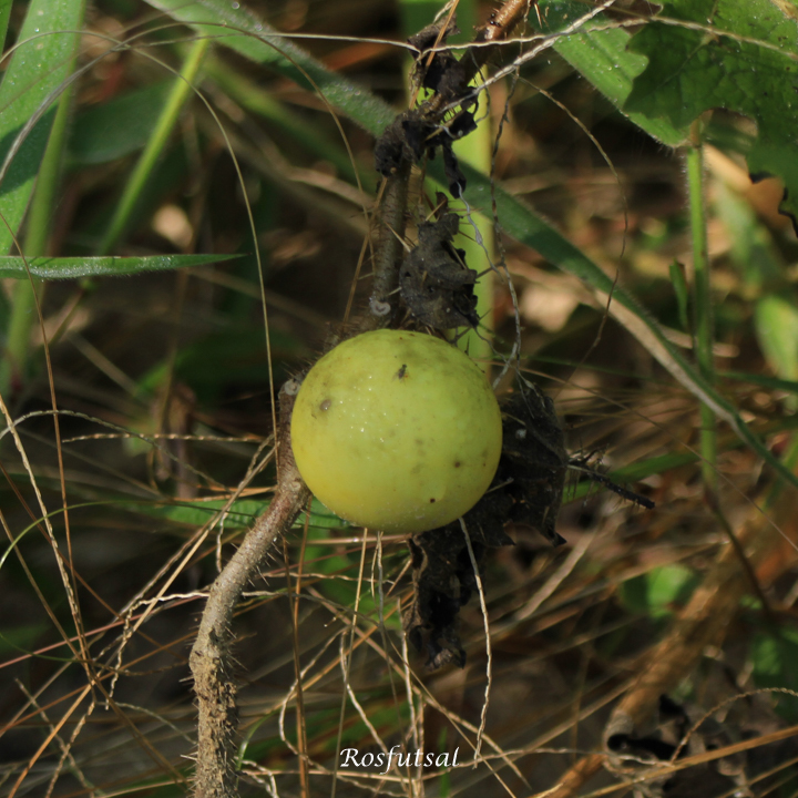 Solanum palinacanthum