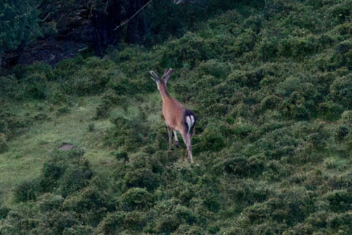 Sichuan Sika Deer