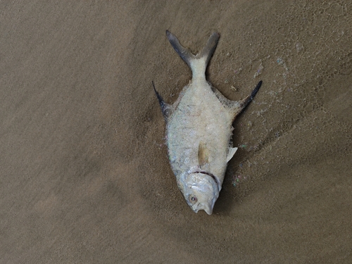 Trachinotus goodei