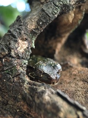 Hyla japonica