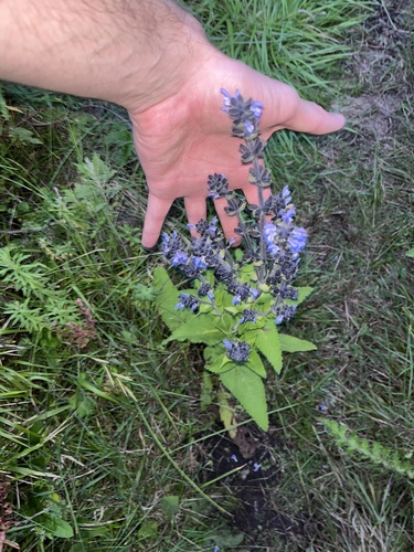 Rift Valley Sage (Salvia merjamie)