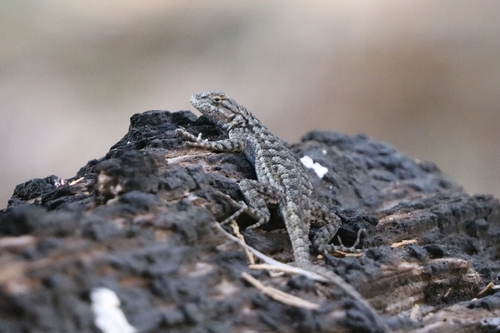 iNaturalist observation photo of Western Fence Lizard