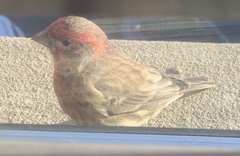 Haemorhous mexicanus
