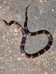 Rhinocheilus antonii