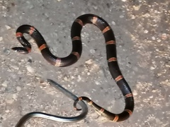 Rhinocheilus antonii