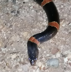 Rhinocheilus antonii