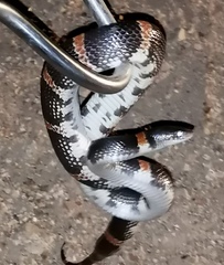 Rhinocheilus antonii