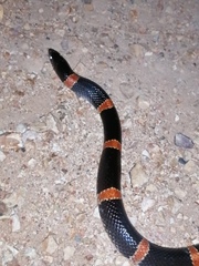 Rhinocheilus antonii