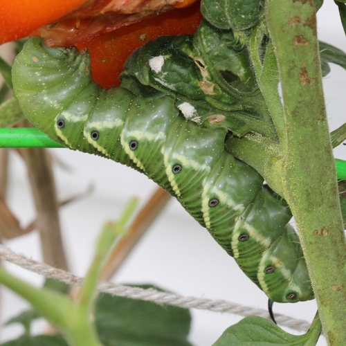 Tomato hornworm