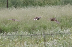 Sturnella magna lilianae