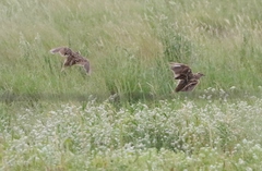 Sturnella magna lilianae