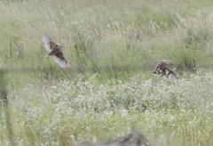 Sturnella magna lilianae