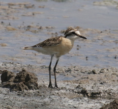 Charadrius pecuarius