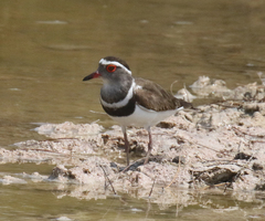 Charadrius tricollaris bifrontatus