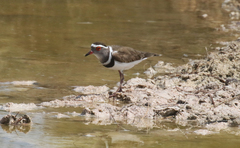 Charadrius tricollaris bifrontatus