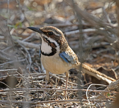 Uratelornis chimaera