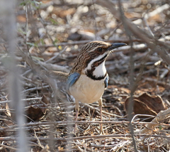 Uratelornis chimaera