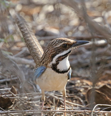Uratelornis chimaera