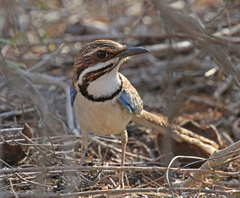 Uratelornis chimaera