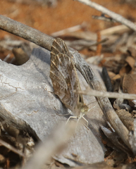Pinacopteryx mabillei