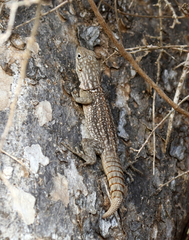 Oplurus cyclurus