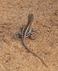 Chalarodon madagascariensis