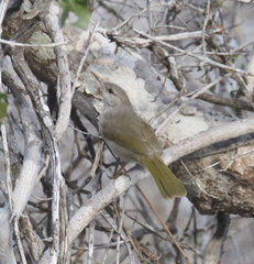 Thamnornis chloropetoides
