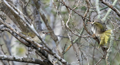 Thamnornis chloropetoides