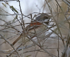 Calicalicus madagascariensis