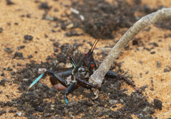 Colossopus grandidieri