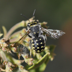 Anthidium maculosum